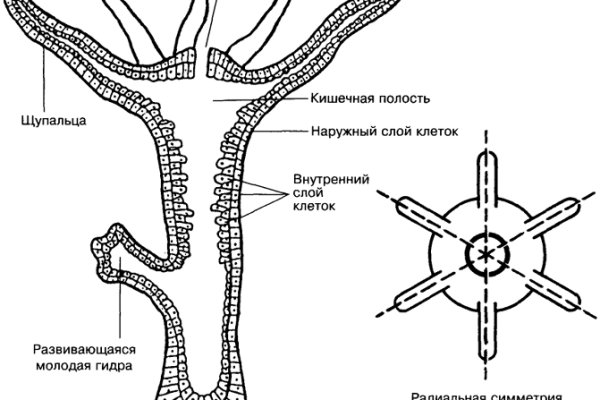 Kraken зеркала kr2web in